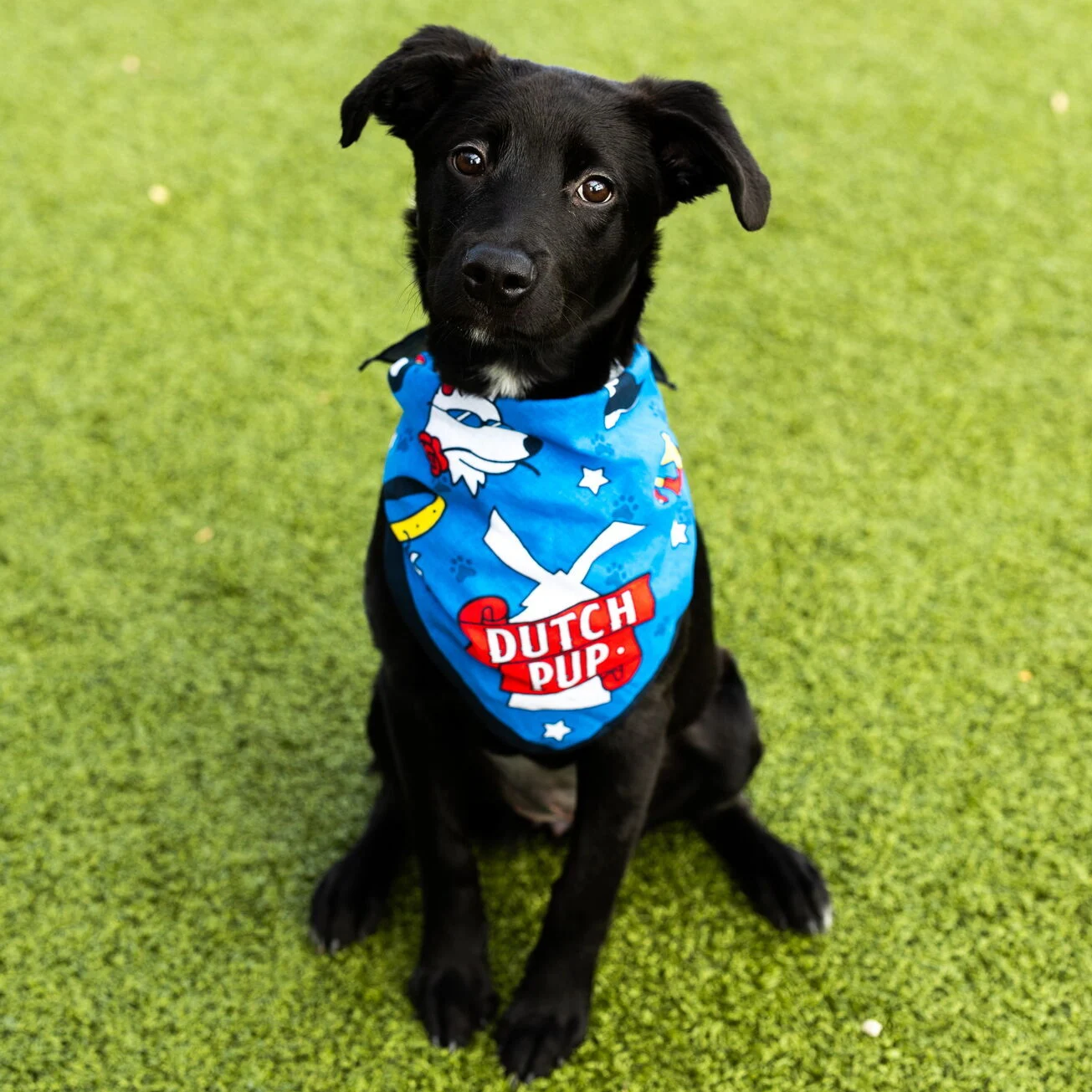 Black puppy sitting on green grass wearing a bright blue "Dutch Pup" bandana with colorful cartoon designs.