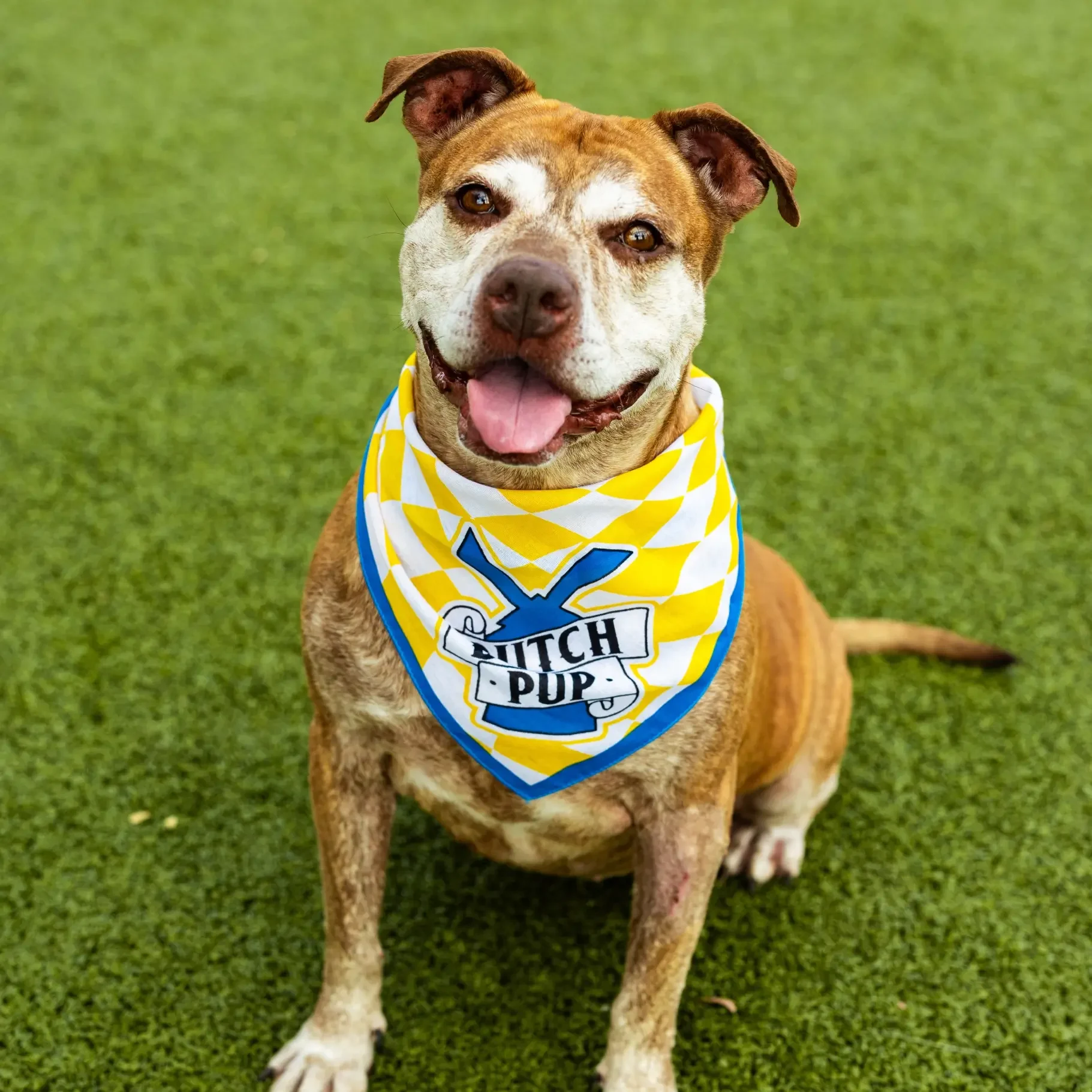 Smiling brown and white pit bull dog wearing a yellow and white checkered bandana with "Pitch Pup" logo on green grass.