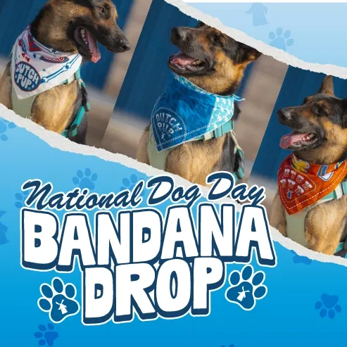 Three dogs wearing colorful bandanas on a blue background with text reading National Dog Day Bandana Drop.