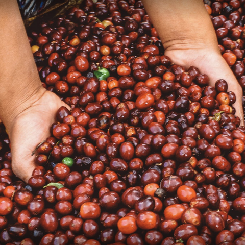 A person scoops two handfuls of unroasted coffee beans! 